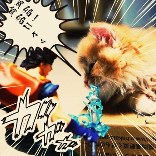 超萌《進擊的短足貓》直接進擊，萌翻你脆弱的心◕ܫ◕