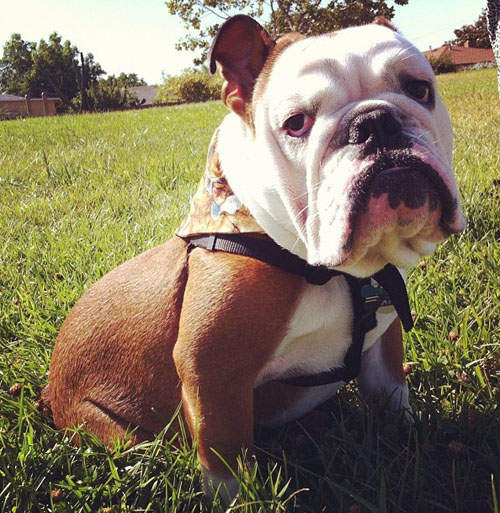 《鬥牛犬Winston》憂鬱的理由.....難道是因為沒骨頭可吃？