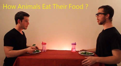 真人版《動物都怎麼吃食物的》....你確定是在學動物嗎? 真人版《動物都怎麼吃食物的》....你確定是在學動物嗎?