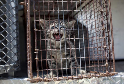 《收容所裡的動物》愛牠 就不要拋棄牠ಥ_ಥ