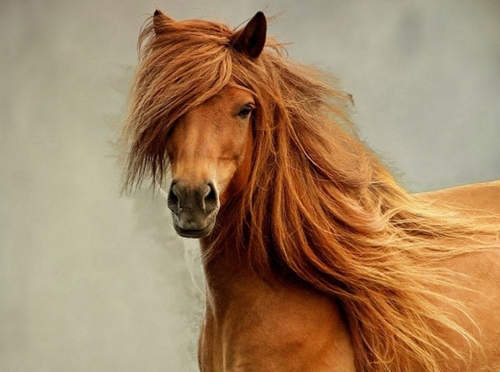 那些髮型比你還夏趴的駿馬 個個都是時尚馬斗 那些髮型比你還夏趴的駿馬 個個都是時尚馬斗