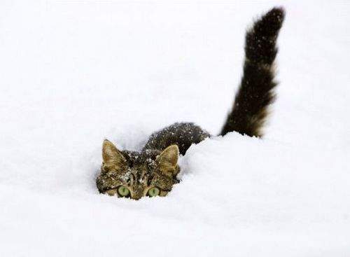 雪中躲貓貓　下雪對貓來說也是好時節 ΦᴥΦ