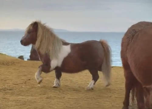 《跳舞小馬尬上鄰居母馬》原來馬界的感情跟人類一樣複雜～