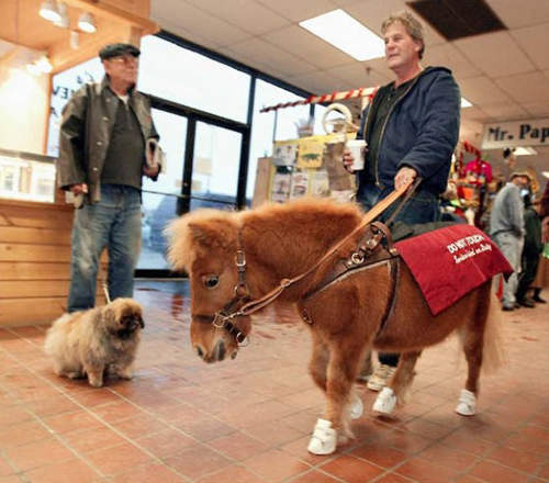 超萌《導盲馬》對狗毛過敏的話可以選擇牠來當夥伴～