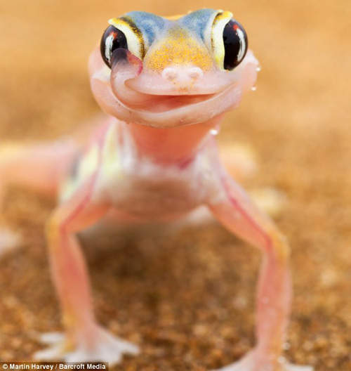 《粉紅色壁虎》想喝水還可以舔舔自已的眼睛～