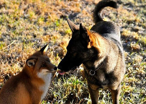 《狐狸好朋友》要一直相親相愛下去唷♥♥♥