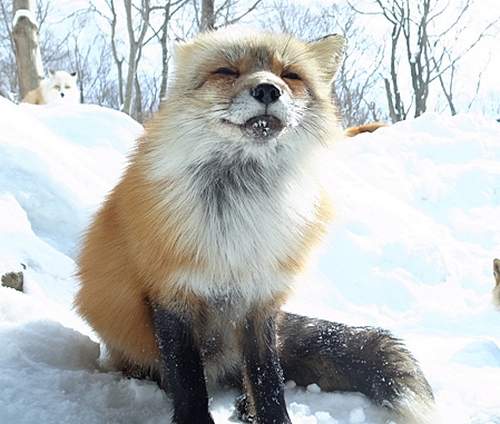 《宮城蔵王狐狸村》狐狸也是意外的治癒系～