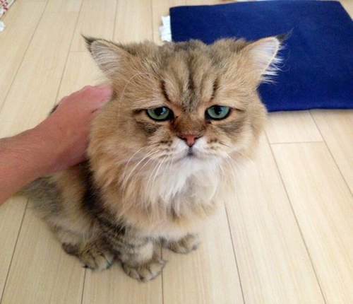 Twitter人氣《困惑顏貓》其實你是貓界的＂趴魯魯＂吧♥