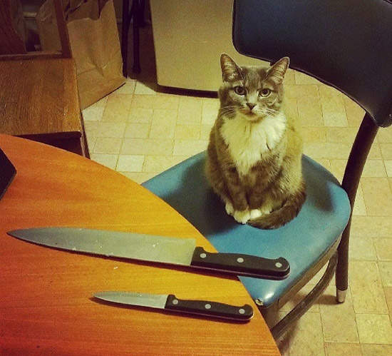 《貓的～我要宰了你》給我食物或是變成我的食物
