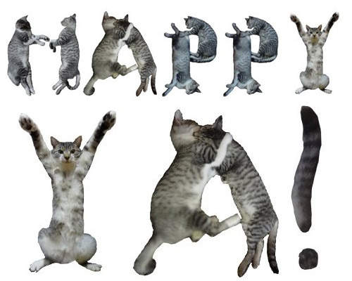 《貓字體》喵的身體排成你要的字~ 《貓字體》喵的身體排成你要的字~