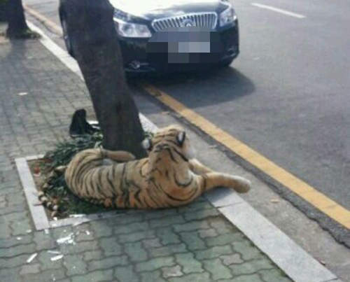 釜山《公園老虎事件》警察出動後發現是...？