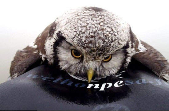 不慎落水《貓頭鷹》搭乘順風船上岸