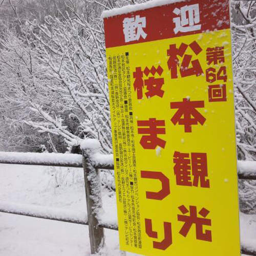 白雪覆蓋櫻花季卻意外出現「櫻雪」的奇蹟美景♥ 白雪覆蓋櫻花季卻意外出現「櫻雪」的奇蹟美景♥