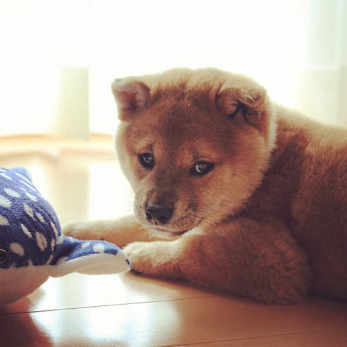 《柴犬小妞Marron》耳朵跟泰迪熊一樣可愛❤ 《柴犬小妞Marron》耳朵跟泰迪熊一樣可愛❤