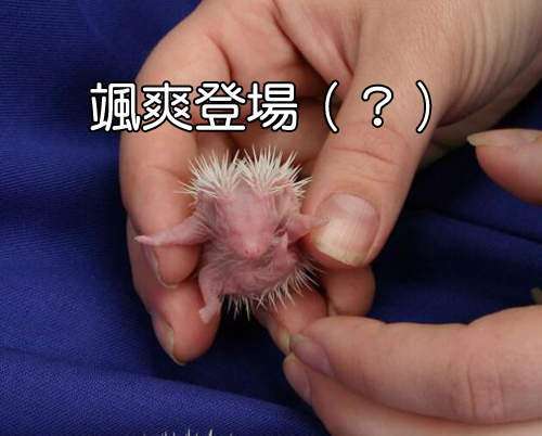 剛出生的小刺蝟 根本是小棵仙人掌Σ(゚Д゚) (秒萌殺) 剛出生的小刺蝟 根本是小棵仙人掌Σ(゚Д゚) (秒萌殺)