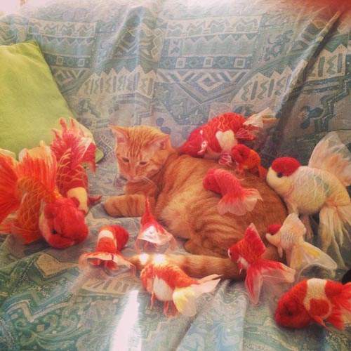 《毛線金魚》逼真可愛金魚~都是毛線做的~ 《毛線金魚》逼真可愛金魚~都是毛線做的~