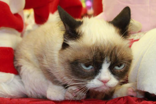 《脾氣暴躁貓》太夯～粉絲自製周邊～`ᴥˊ