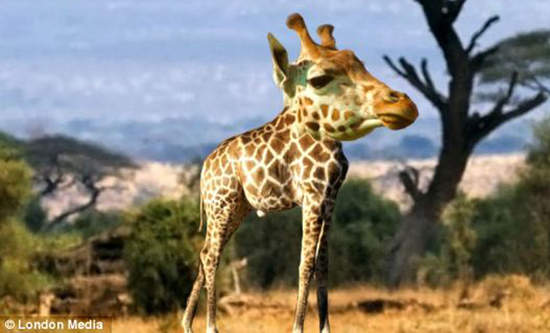 《沒脖子的動物》脖子怨恨團~脖子甚麼的通通消失吧(吼~)