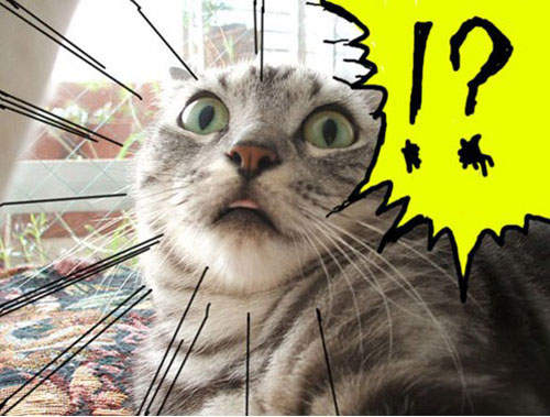 擬人《表情貓》~好想衝過去抱牠們啊ⓛωⓛ 擬人《表情貓》~好想衝過去抱牠們啊ⓛωⓛ