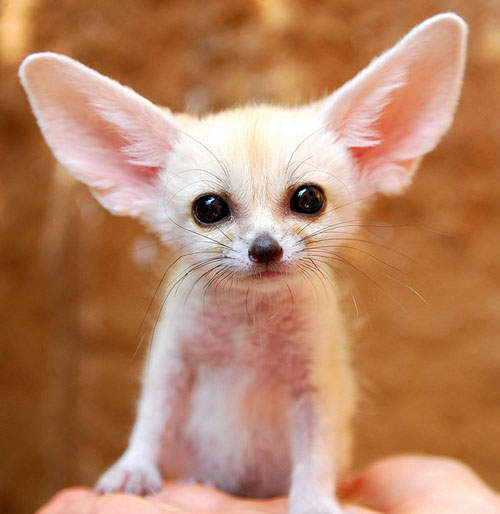 韓 愛寶樂園的《耳廓狐》一整個萌慘了❤