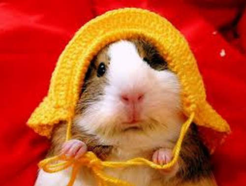 另類《倉鼠裝》只要一探頭就能隨時變裝