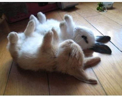 《兔子睡姿》破壞力驚人的可愛仰臥睡姿(✪д✪๑)✧