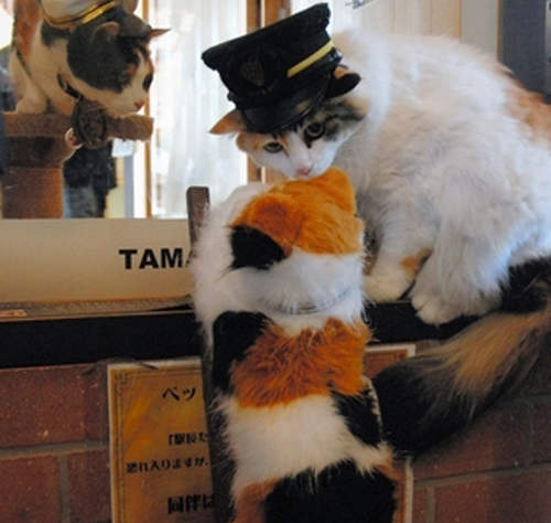 《貓咪站長》小玉跟二玉的神秘新朋友登場！？