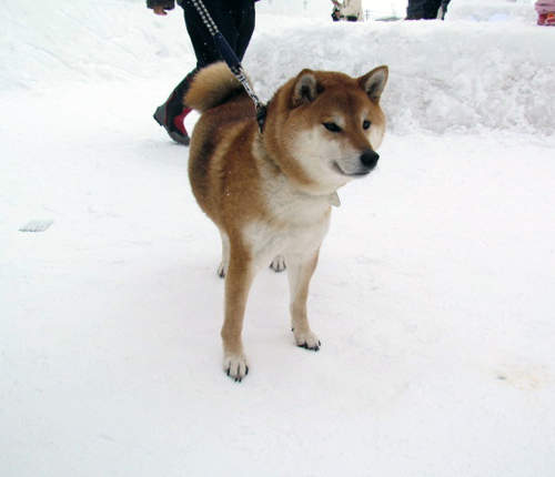 秋田《狗狗雪祭》我要抱著狗狗在雪地裡打滾(?) 秋田《狗狗雪祭》我要抱著狗狗在雪地裡打滾(?)