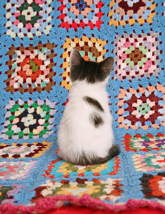 《不看鏡頭的貓》拜託轉過來看一下啦