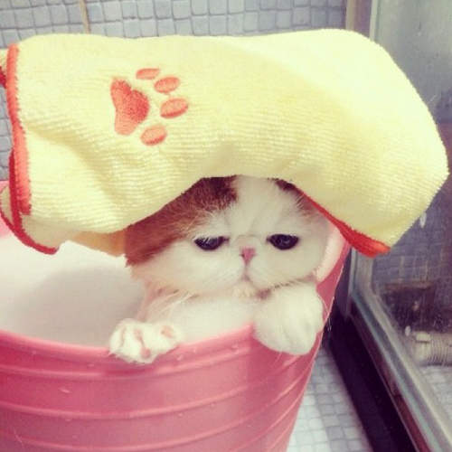 Snoopy Cat《紅小胖》喵的臉也太有戲了吧(=①ω①=)