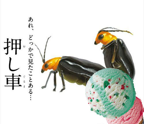 《昆蟲交尾圖鑑》原來蟲蟲也有傳說中的48招啊～（筆記？）