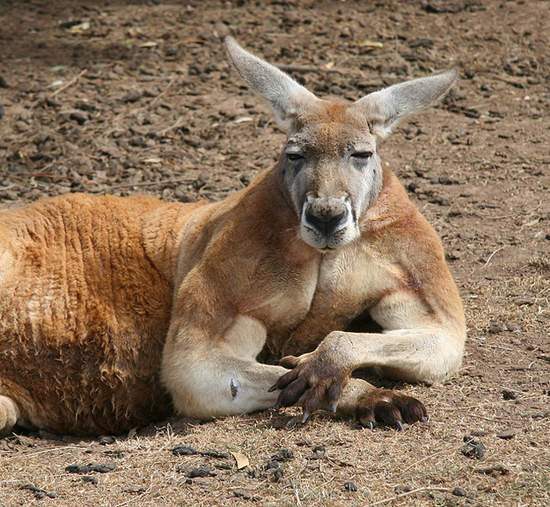《袋鼠不是好惹的》為什麼千萬不要跟袋鼠打架 《袋鼠不是好惹的》為什麼千萬不要跟袋鼠打架