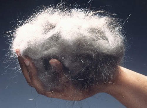 《毛從哪裡來？》羊毛出在羊身上～那～其他的毛線呢？