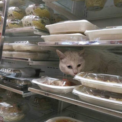 日本便利商店貓的入侵 可愛但其實有些困擾(・∀・;) 日本便利商店貓的入侵 可愛但其實有些困擾(・∀・;)