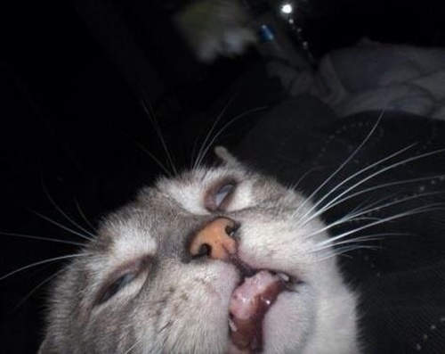 本年度《最無節操的貓》蠢樣超好笑 本年度《最無節操的貓》蠢樣超好笑