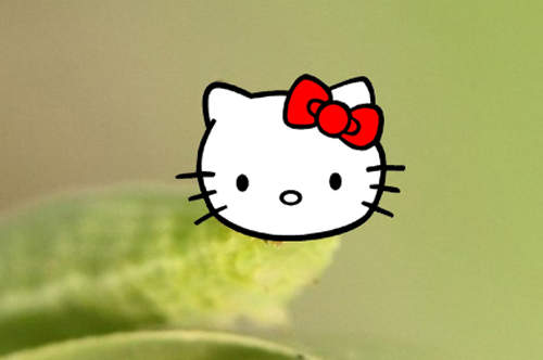 《Hello Kitty毛毛蟲》原來毛毛蟲也能這麼萌