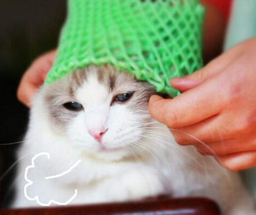 玩不膩的《水果網袋》連家裡毛孩子也一起被牽拖（苦笑）