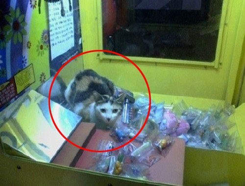 驚奇《夾娃娃機》好像有奇怪的東西混進去了......XD 驚奇《夾娃娃機》好像有奇怪的東西混進去了......XD