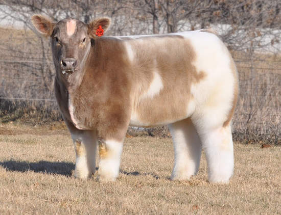 《萌牛》世界上最正的牛牛~ 《萌牛》世界上最正的牛牛~