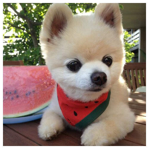 日本 人氣犬品種 最多人飼養的狗狗也要發表一下囉 宅宅新聞