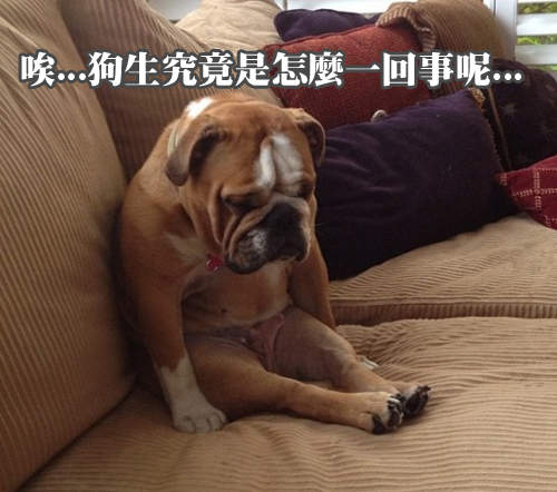 現在急需安慰的狗狗們　限你三秒鐘以內抱緊處理 ( ´･ω･)