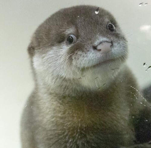 宮島水族館《水獺寶寶》不賣萌♥ 宮島水族館《水獺寶寶》不賣萌♥