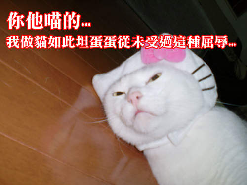 《一點都不可愛的貓咪》還、還是很可愛啦...(動搖) 《一點都不可愛的貓咪》還、還是很可愛啦...(動搖)