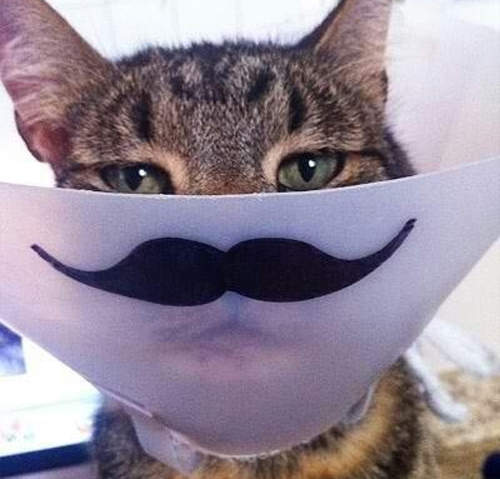 玩弄狗狗貓貓的防護頸圈 人家痛痛心情已經很差了你還(憋笑) 玩弄狗狗貓貓的防護頸圈 人家痛痛心情已經很差了你還(憋笑)