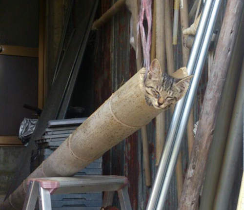 流水素麵變貓咪？不不不～這是貓咪大砲吧✩⚫꒳⚫✩