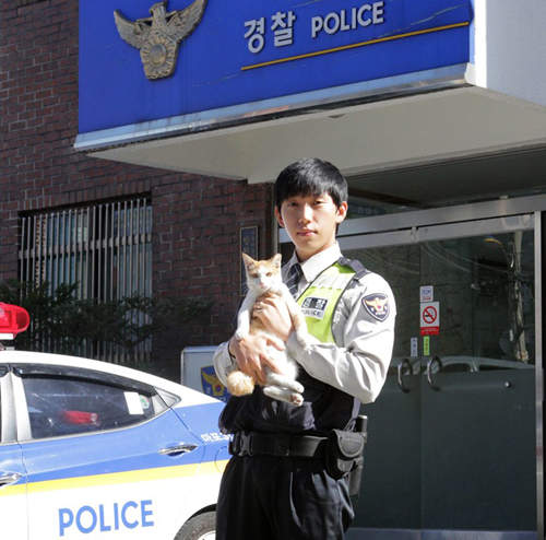 首爾派出所裡的貓老大《芒果》再吵也吵不醒牠睡覺？！