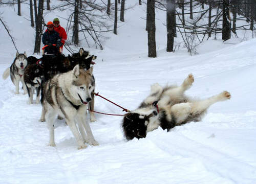 北海道旅遊中 遇見超可愛雪橇犬  北海道旅遊中 遇見超可愛雪橇犬