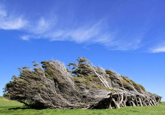 《紐西蘭奇景》這裡的樹怪怪的...