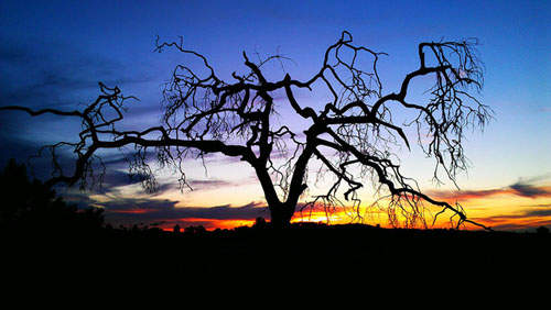 網友用手機拍下的《超讚手機攝影照》  為什麼我都拍不出來...