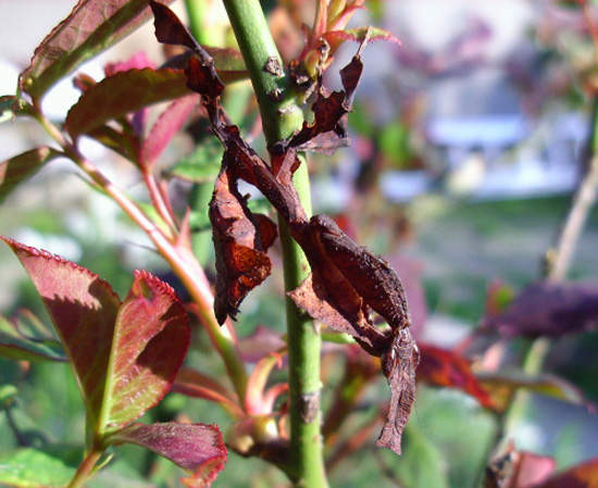 神出鬼沒的《幽靈螳螂》Phyllocrania paradoxa